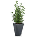 Monumo Vaso Outdoor Indoor Planter Anthracite